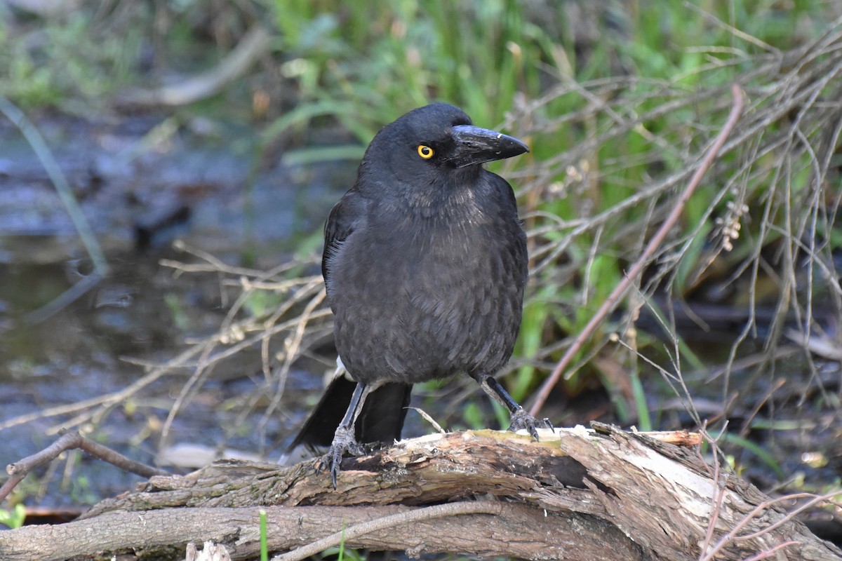 Pied Currawong - ML367674491