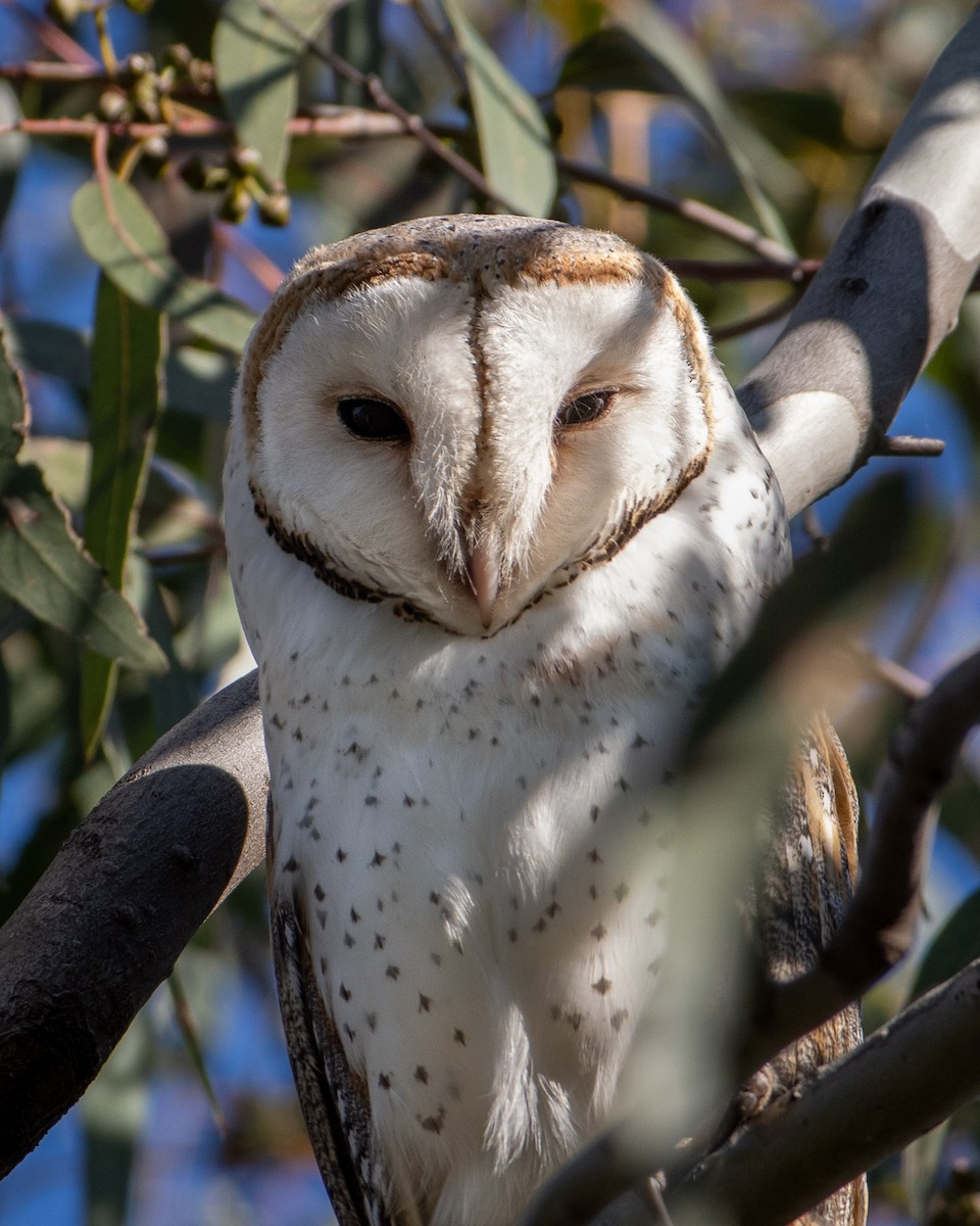 Barn Owl - ML367674951