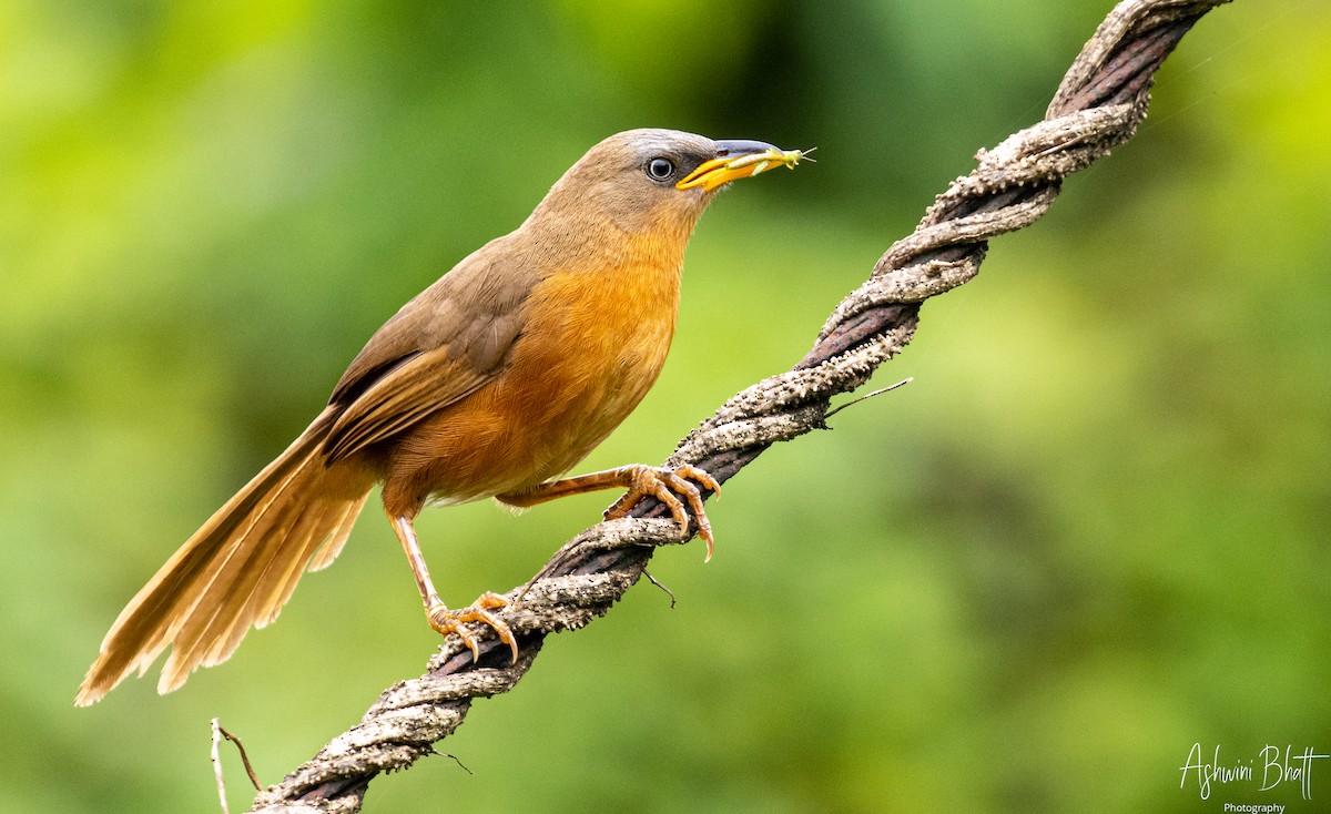 Rufous Babbler - ML367675311