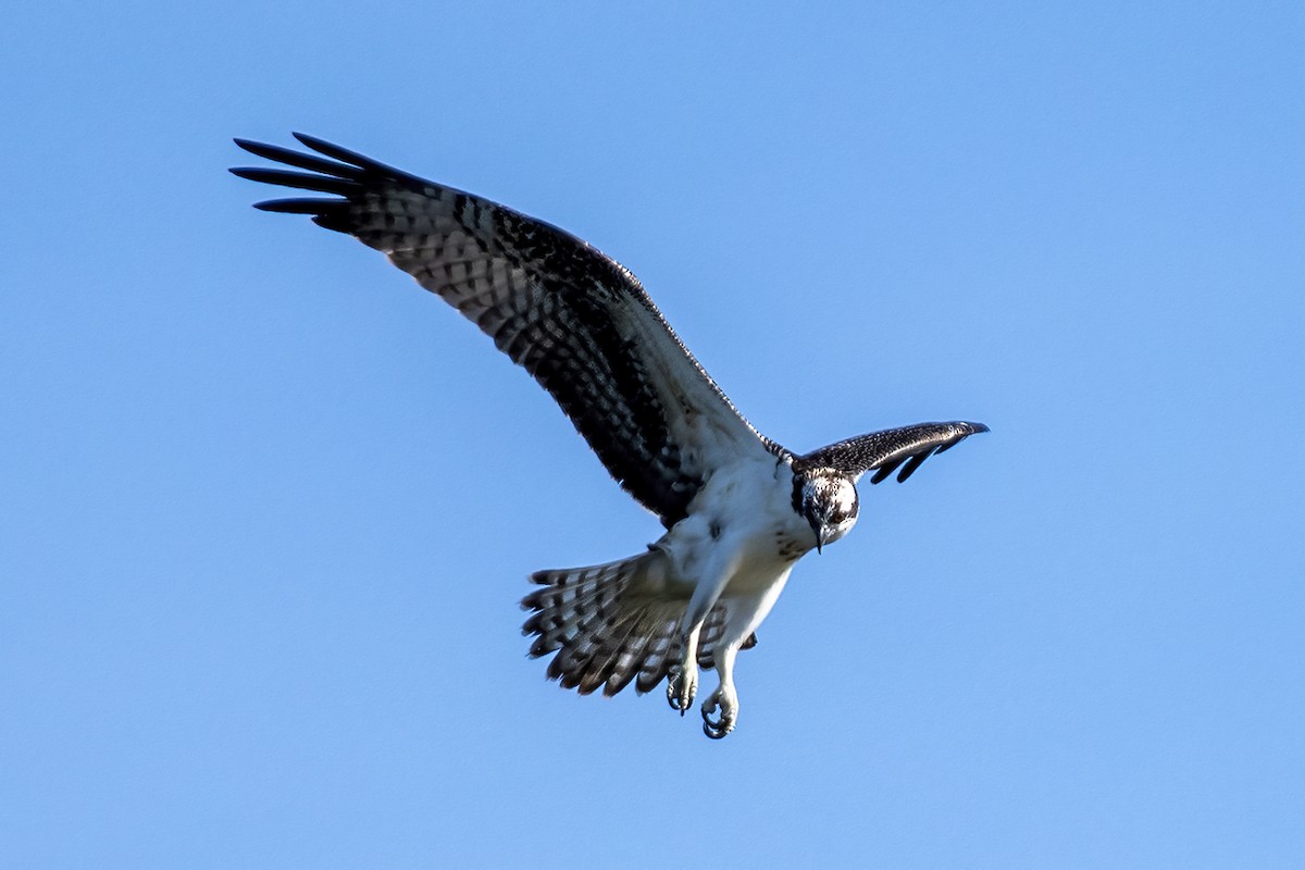 Águila Pescadora - ML367675651