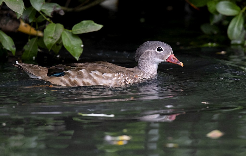 Mandarin Duck - Alex Máni Guðríðarsson