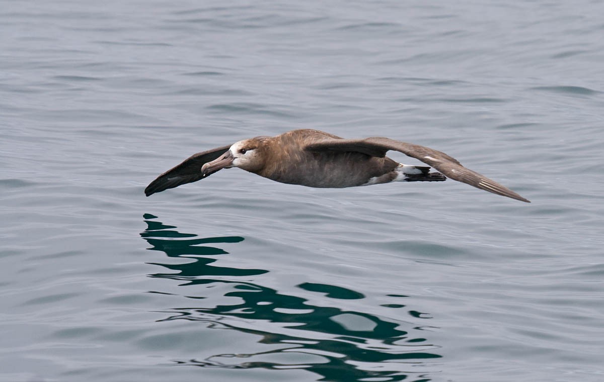 Albatros à pieds noirs - ML36767721