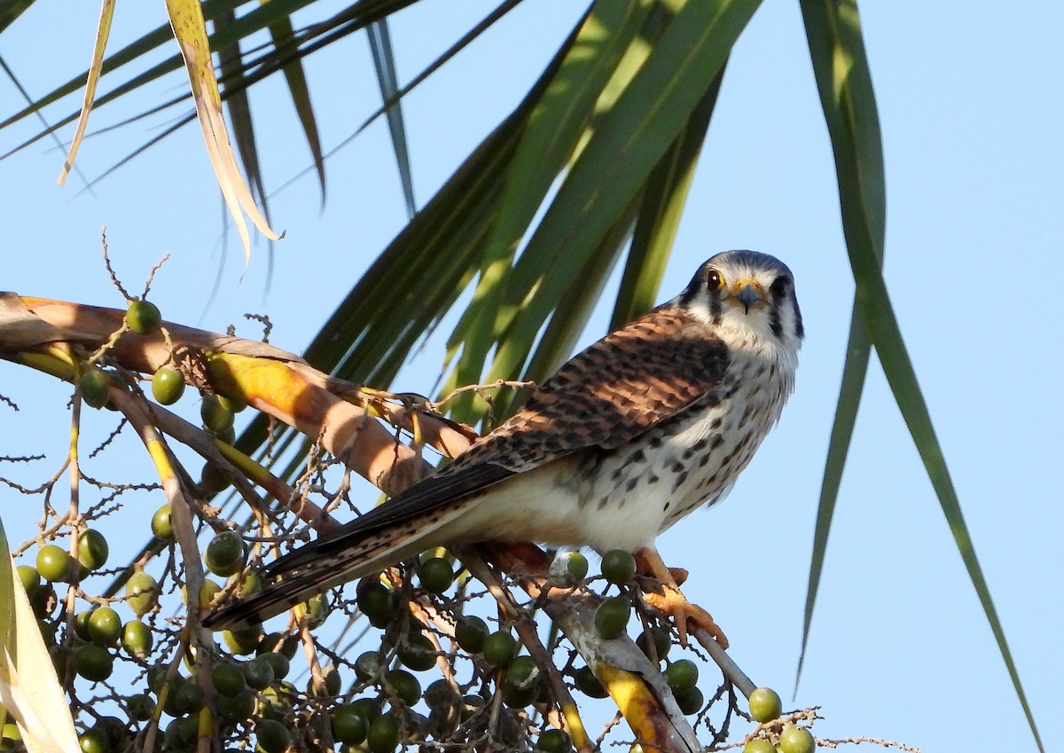 American Kestrel - ML367677391