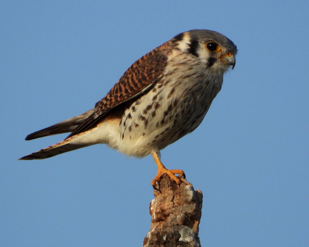 American Kestrel - ML367678371