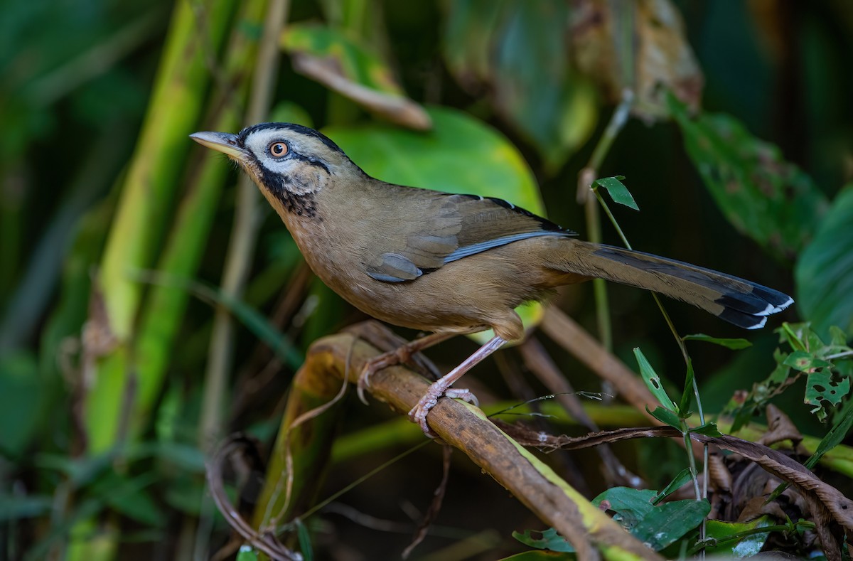 Moustached Laughingthrush - ML367678691