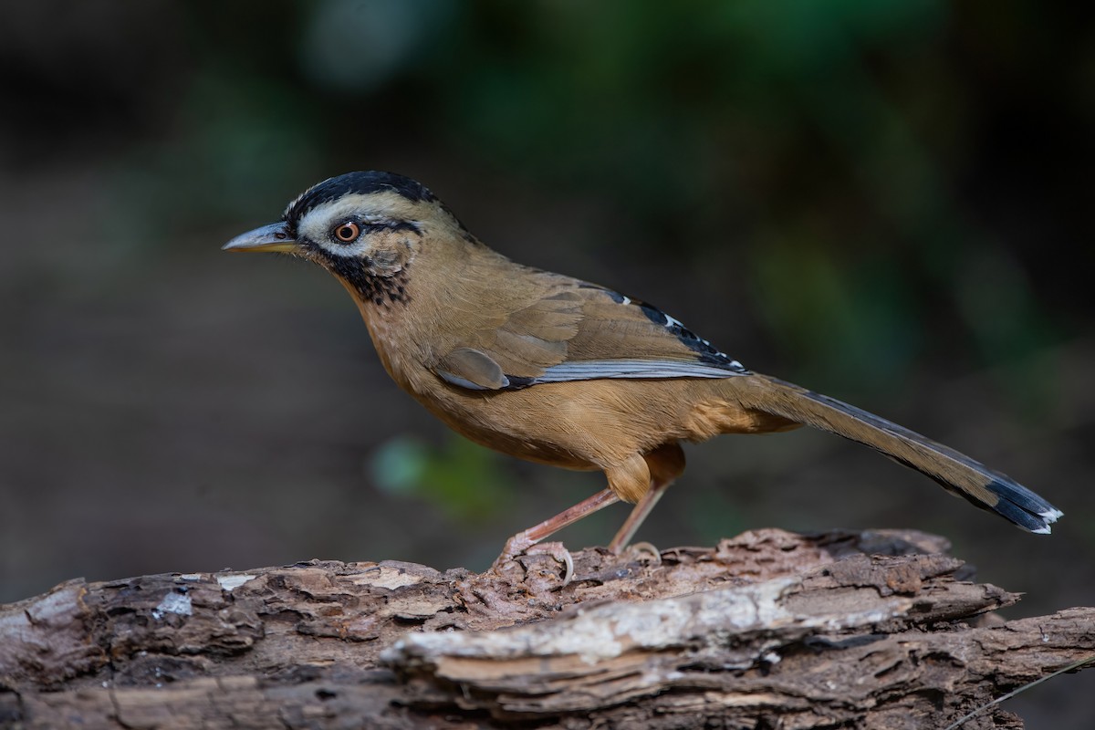 Moustached Laughingthrush - ML367678811