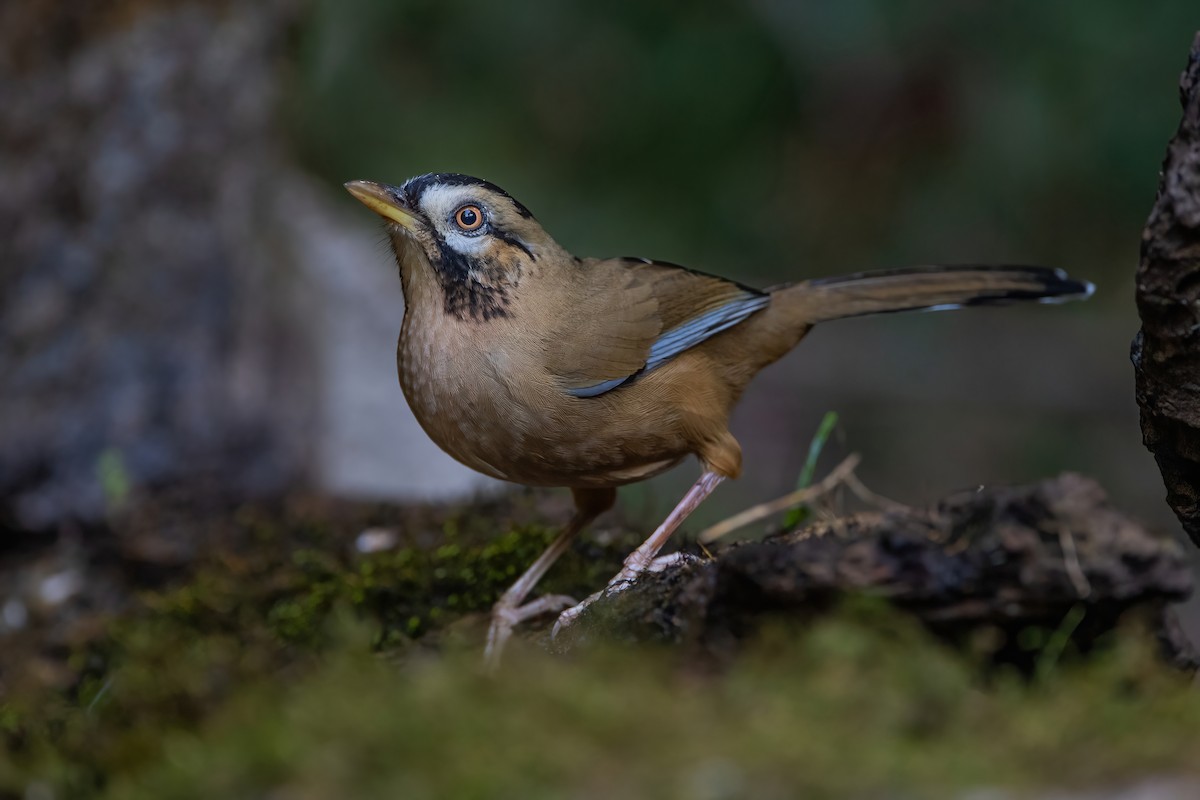 Moustached Laughingthrush - ML367678991
