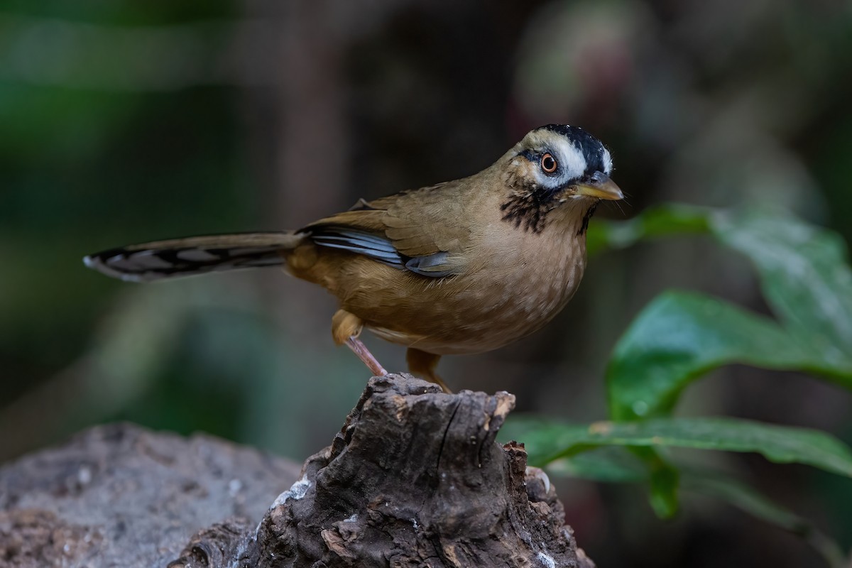 Moustached Laughingthrush - ML367679011