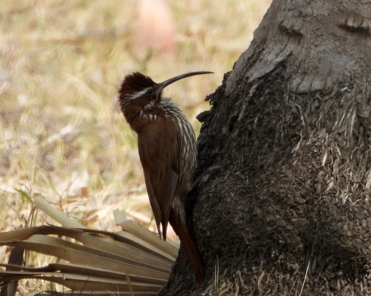 Scimitar-billed Woodcreeper - ML367679421