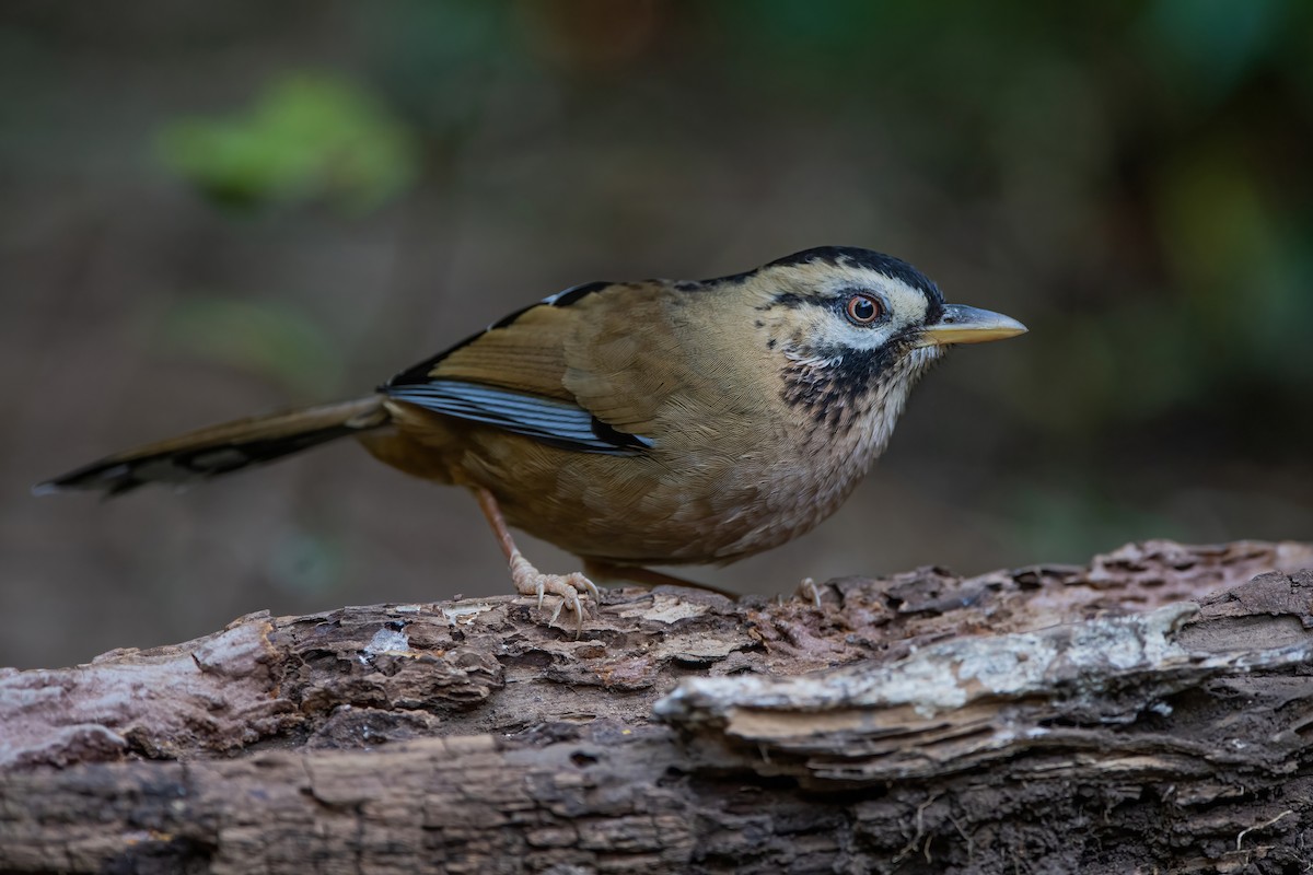 Moustached Laughingthrush - ML367679821
