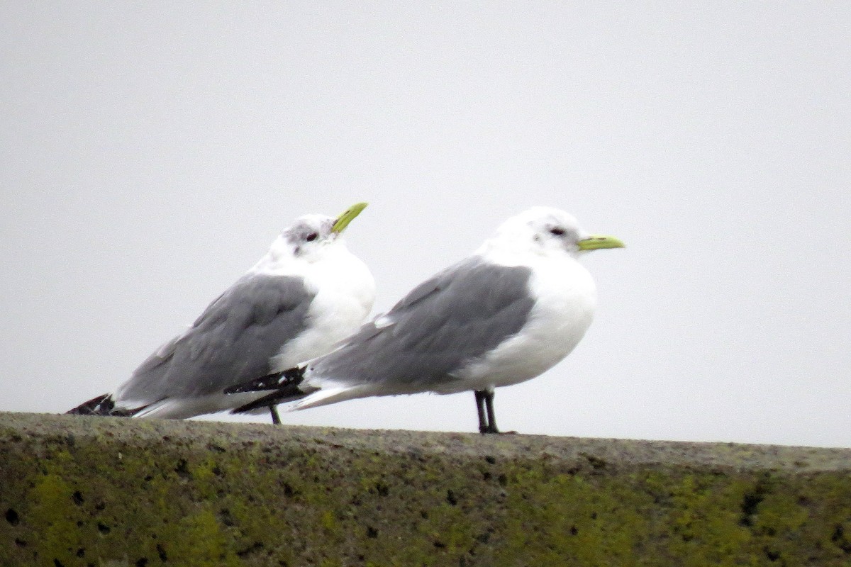 Black-legged Kittiwake - ML367680441