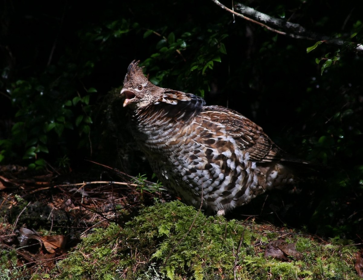 Ruffed Grouse - Rob Fowler