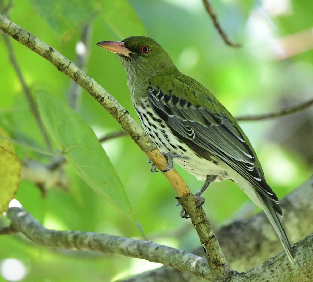 Olive-backed Oriole - Andy Gee