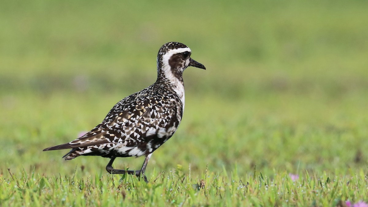 American Golden-Plover - Brenda Bull