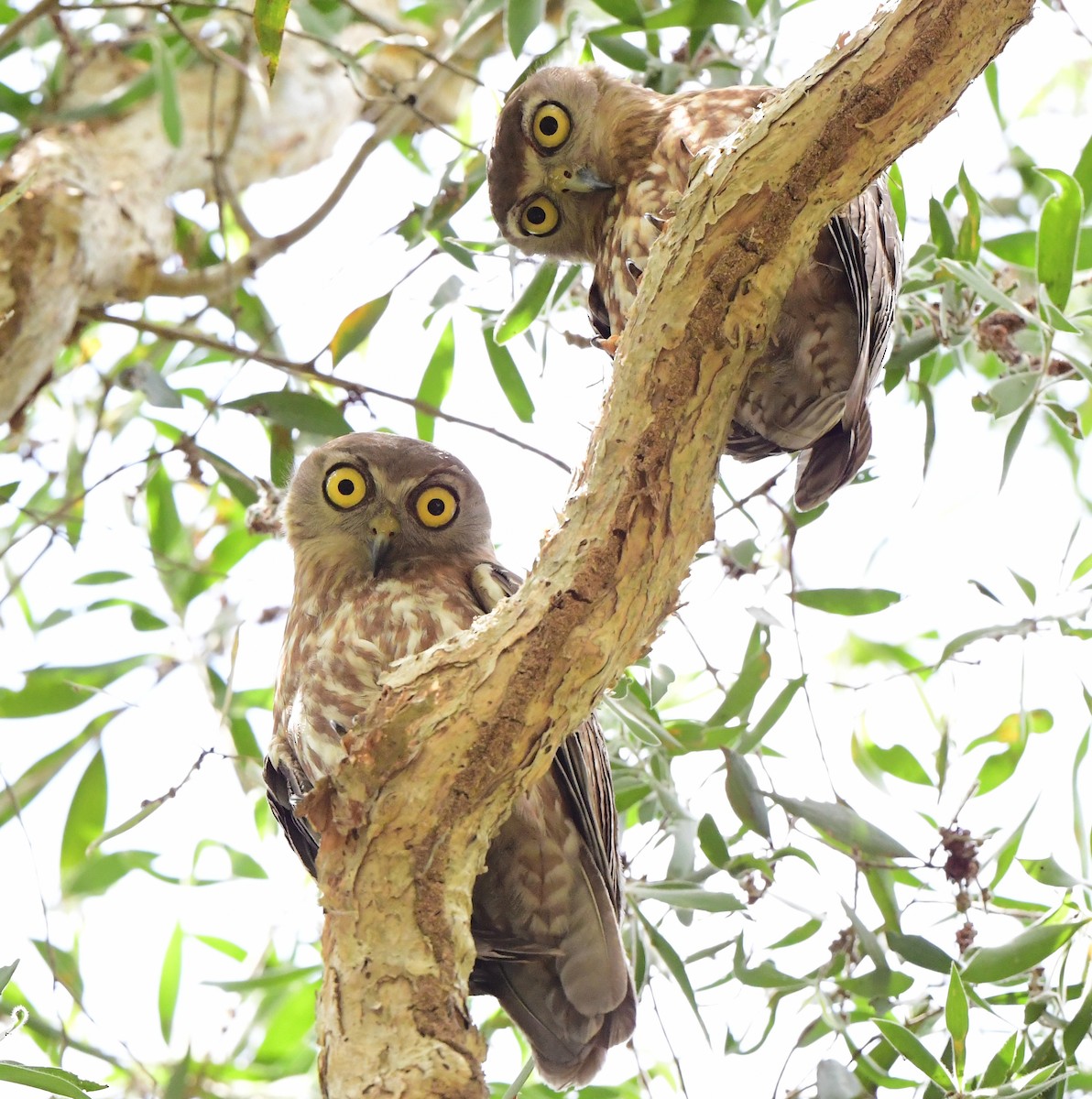 Barking Owl - ML367681271