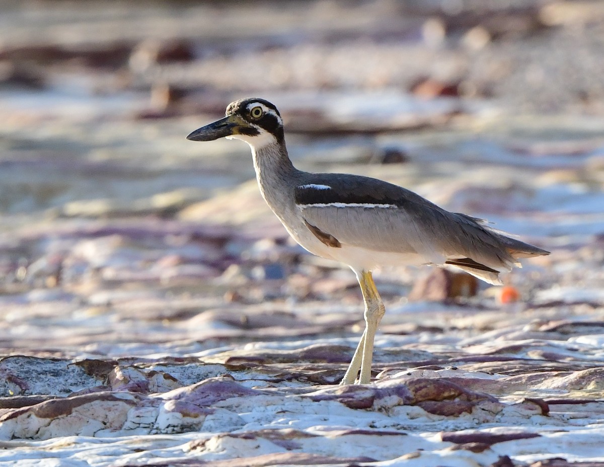 Beach Thick-knee - ML367681931