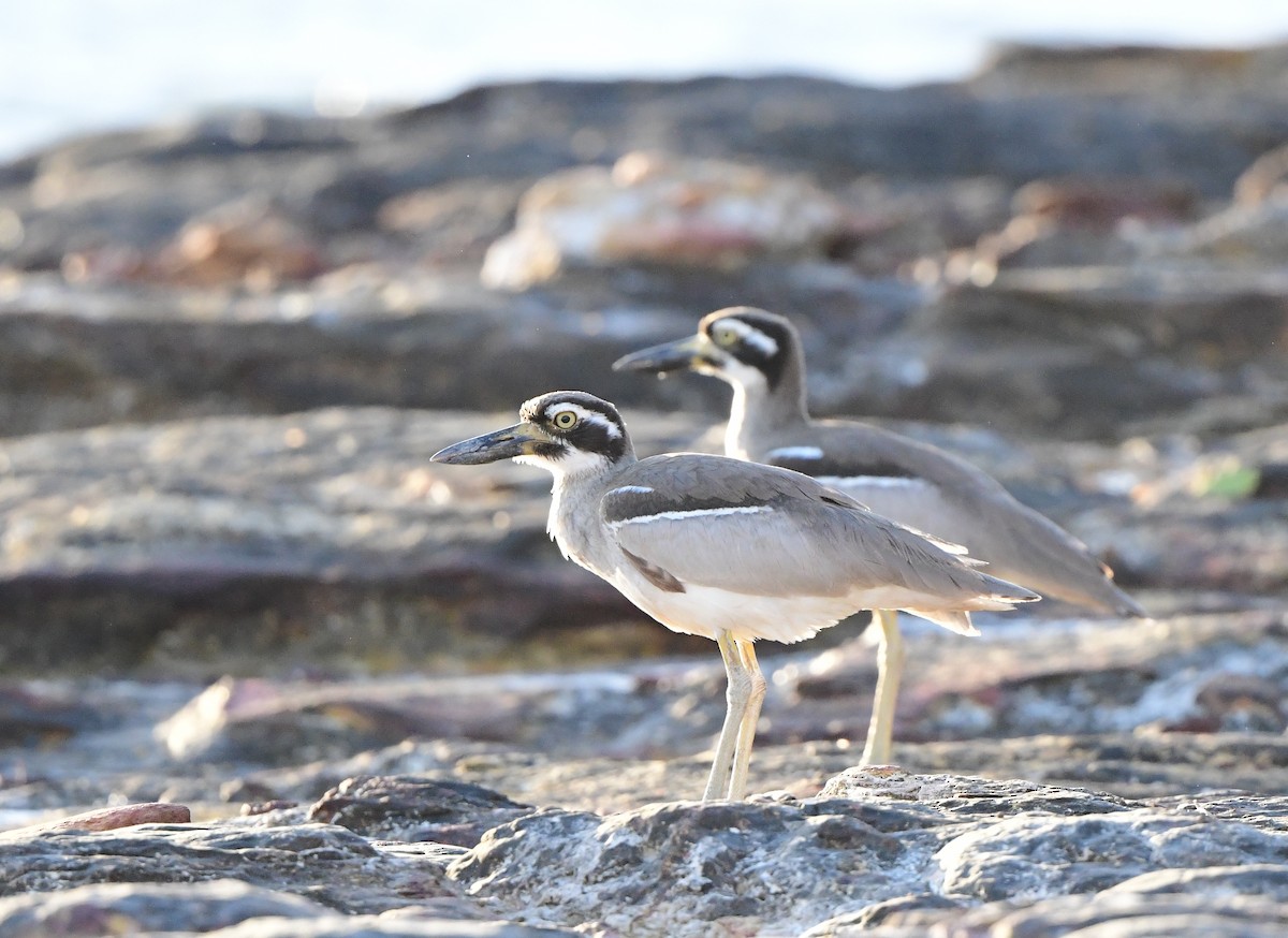 Beach Thick-knee - Andy Gee