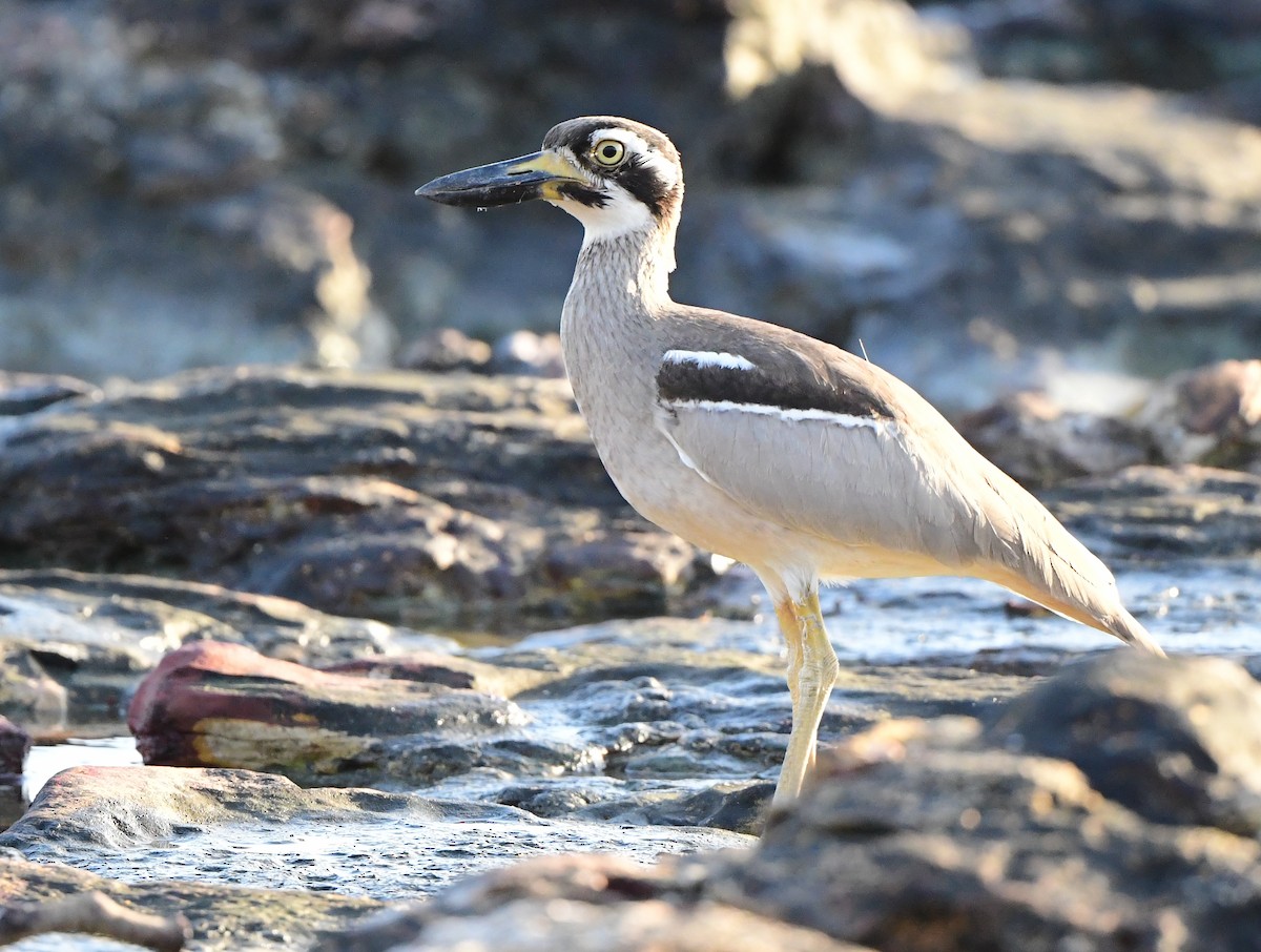 Beach Thick-knee - ML367682081