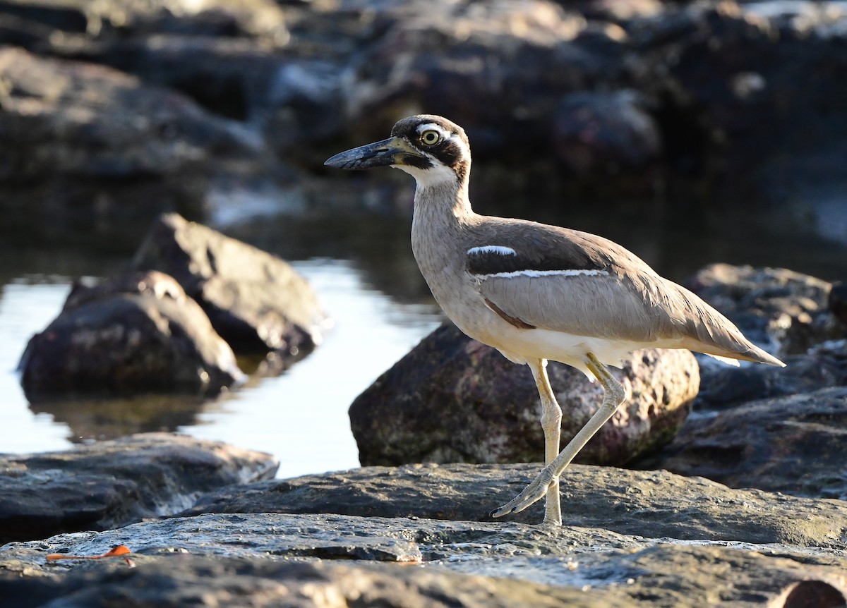 Beach Thick-knee - Andy Gee