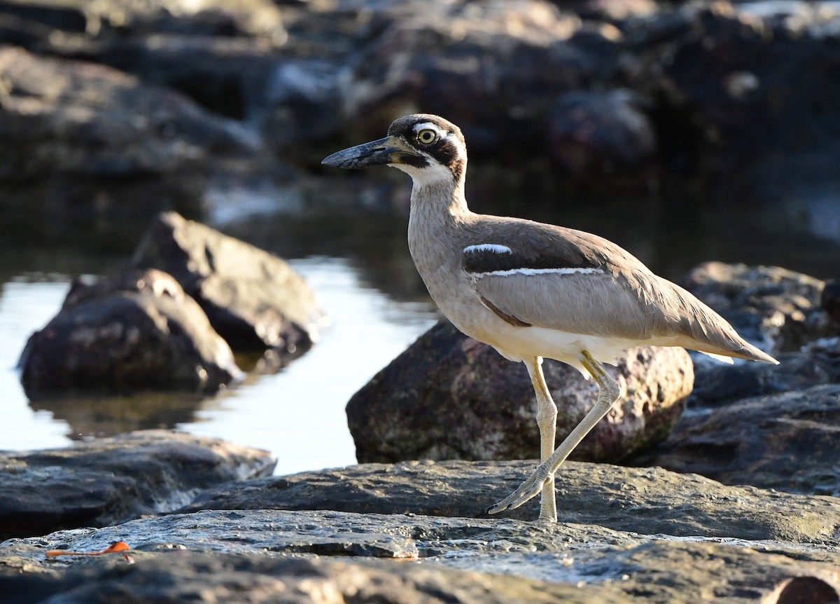 Beach Thick-knee - ML367682161