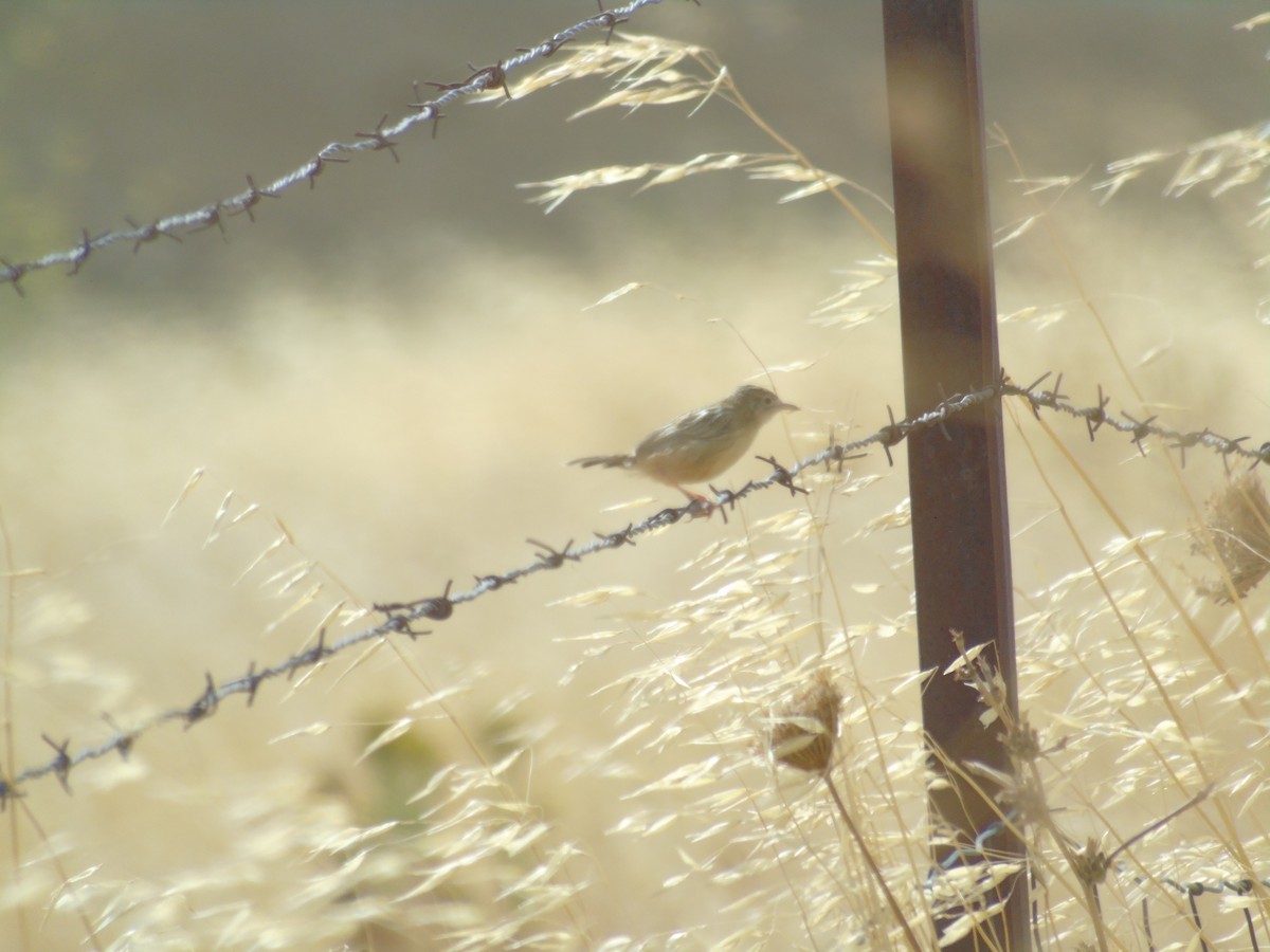 Zitting Cisticola - ML367683631