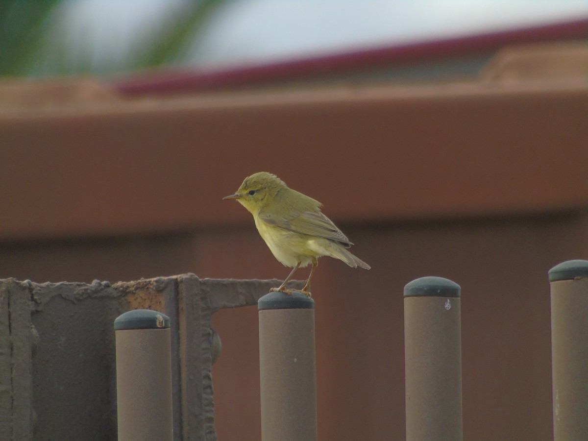 Willow Warbler - ML367683741