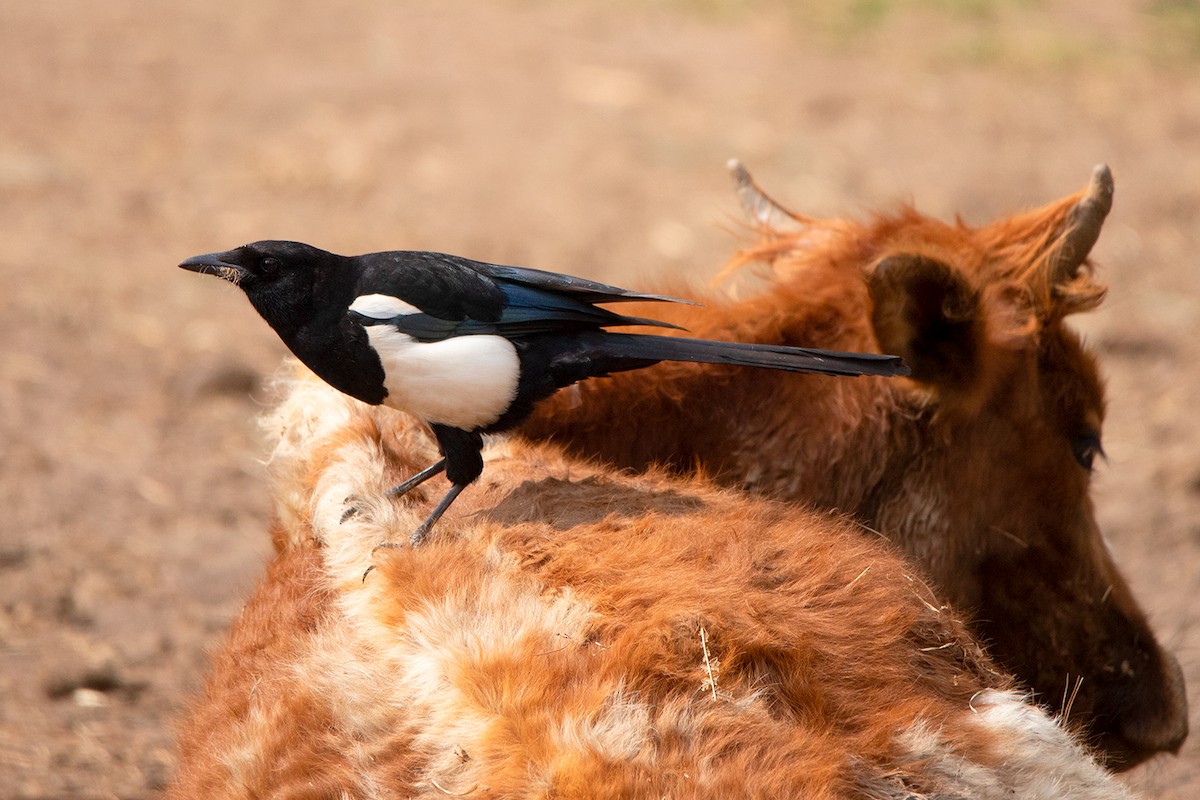 Black-rumped Magpie - ML367684011