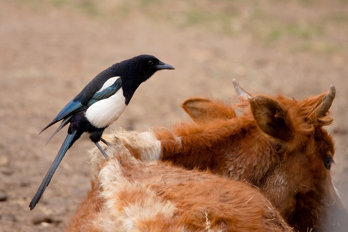 Black-rumped Magpie - ML367684031