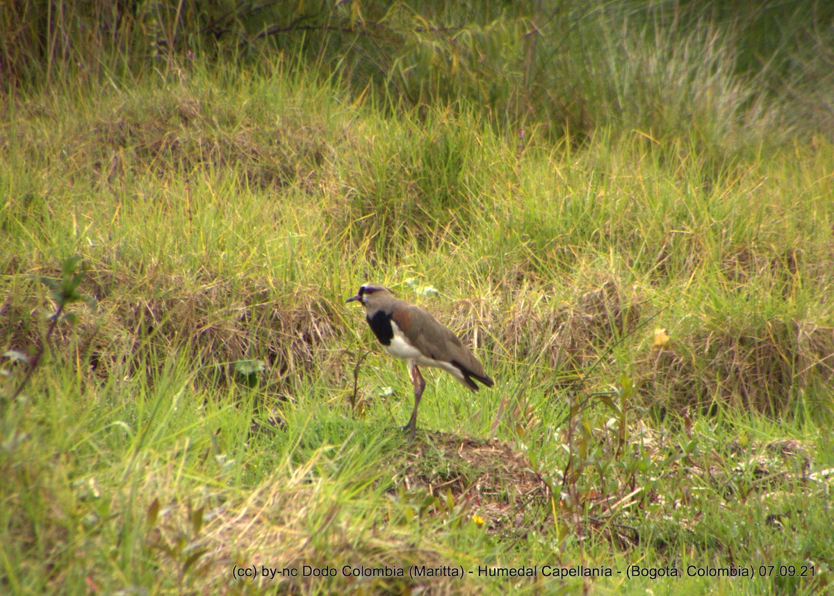 Southern Lapwing - Maritta (Dodo Colombia)