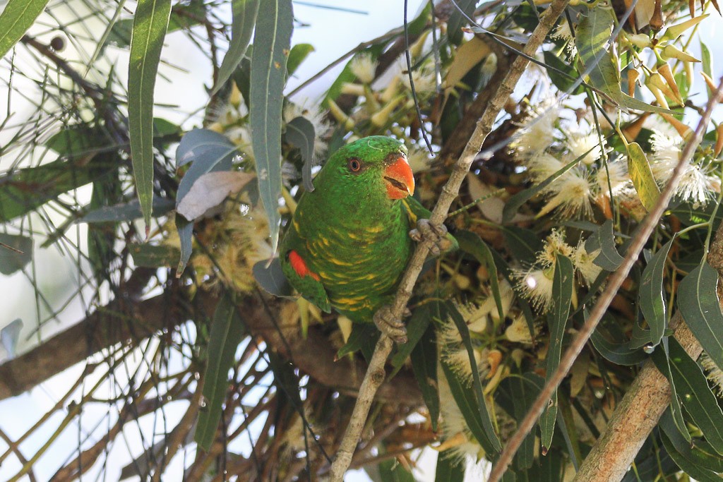 Scaly-breasted Lorikeet - Andrew Naumann