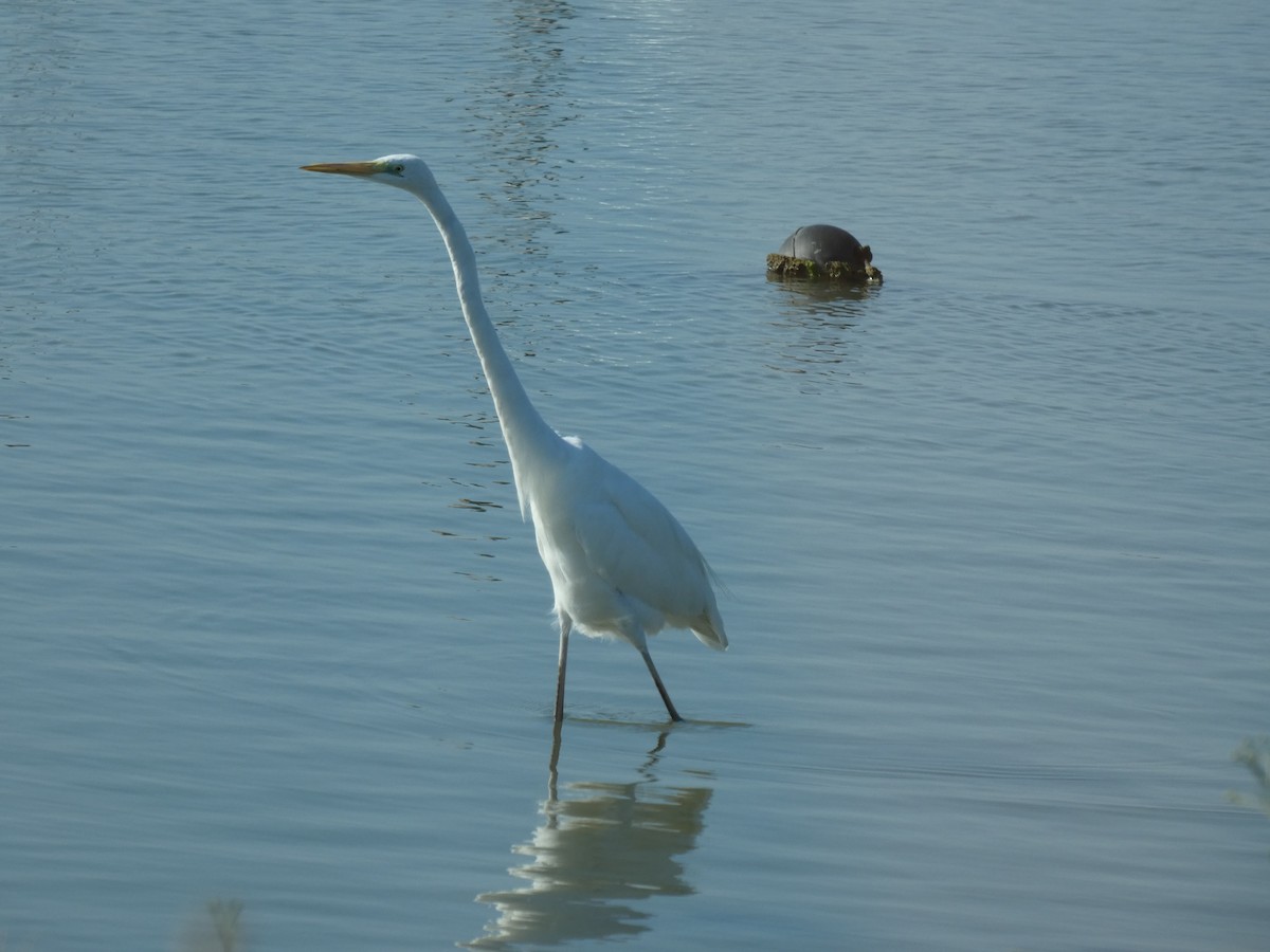 Great Egret - ML367686721