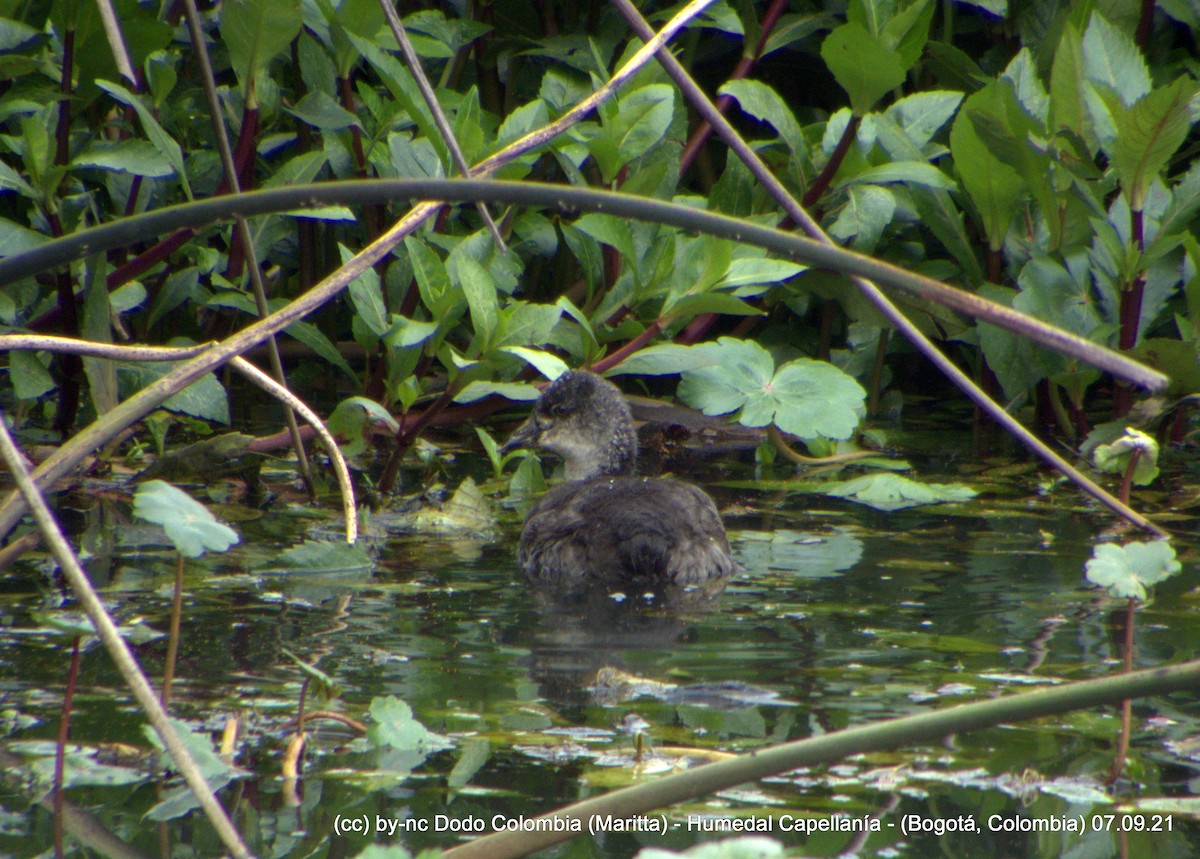 American Coot - ML367687091