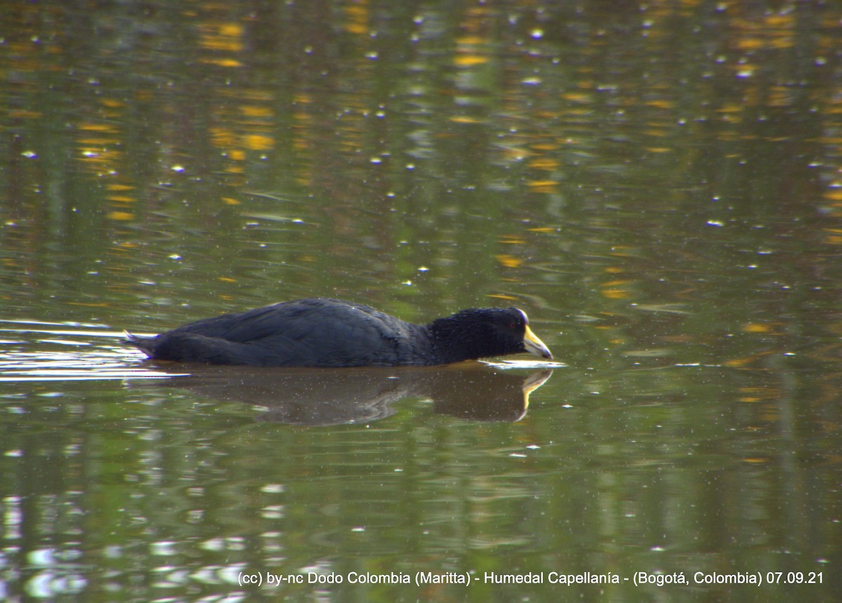 American Coot - Maritta (Dodo Colombia)