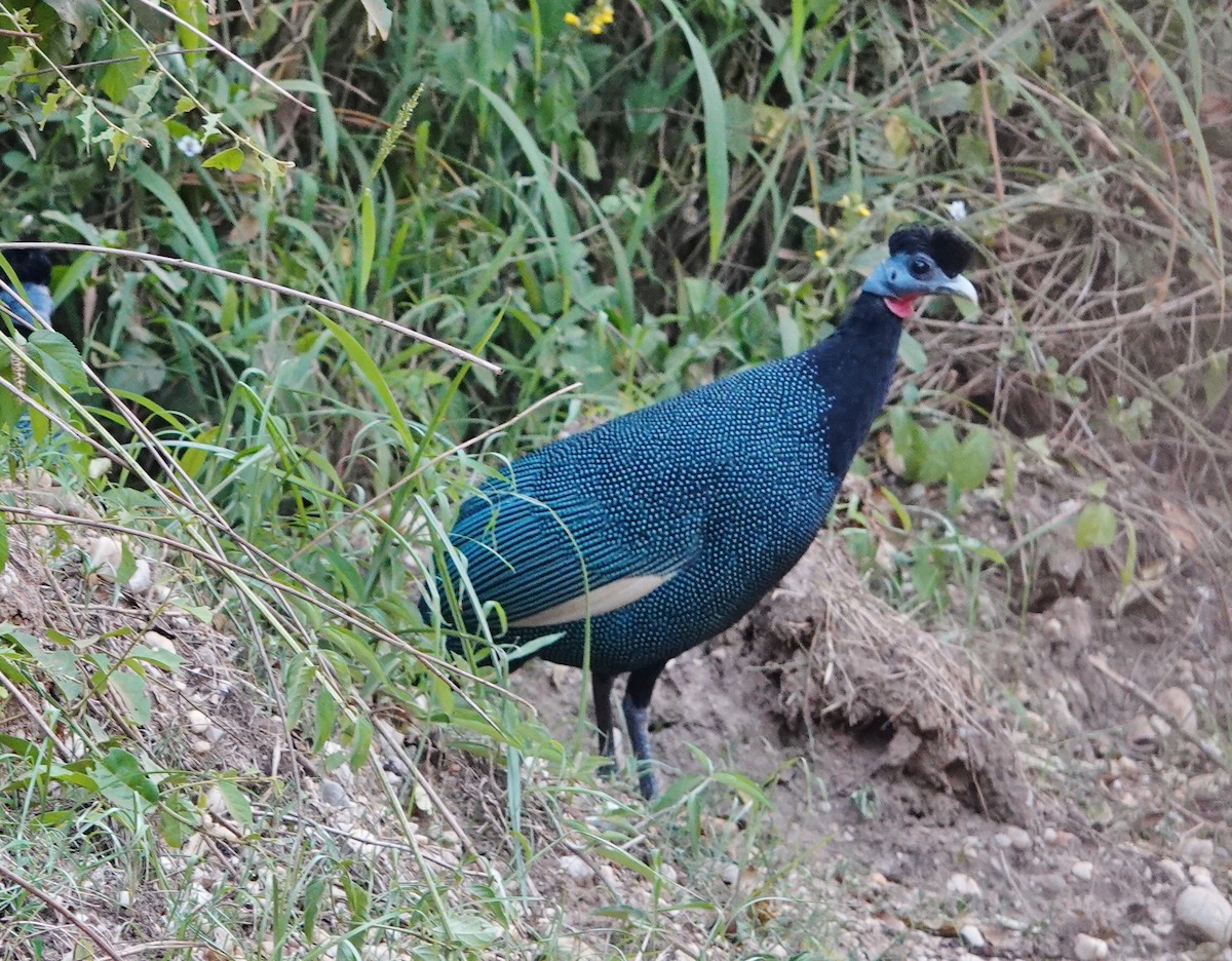 Western Crested Guineafowl - Rene Laubach
