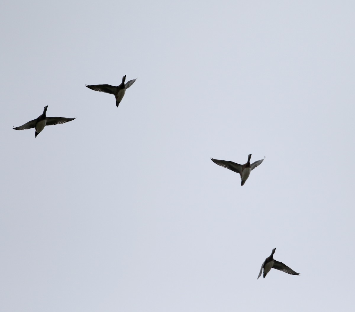 American Wigeon - Jay McGowan