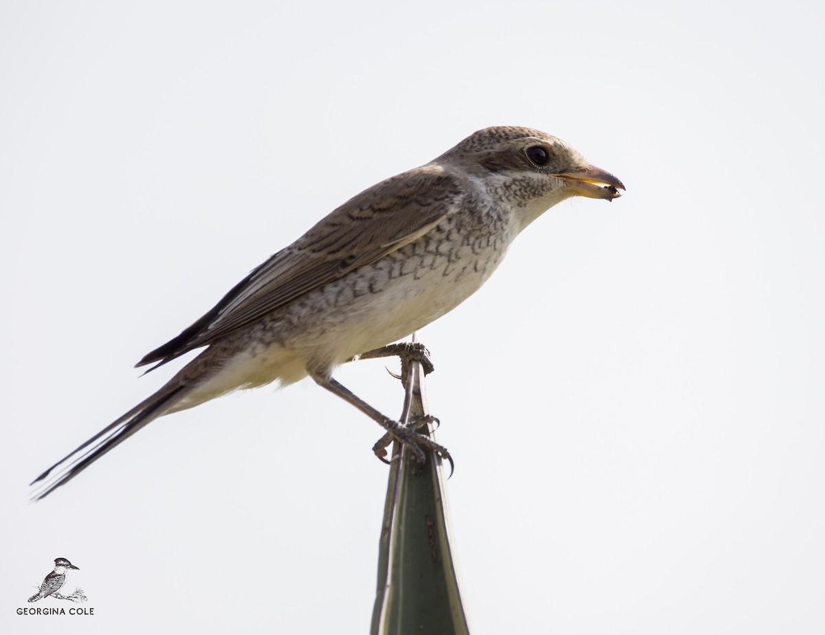 Red-backed Shrike - Georgina Cole