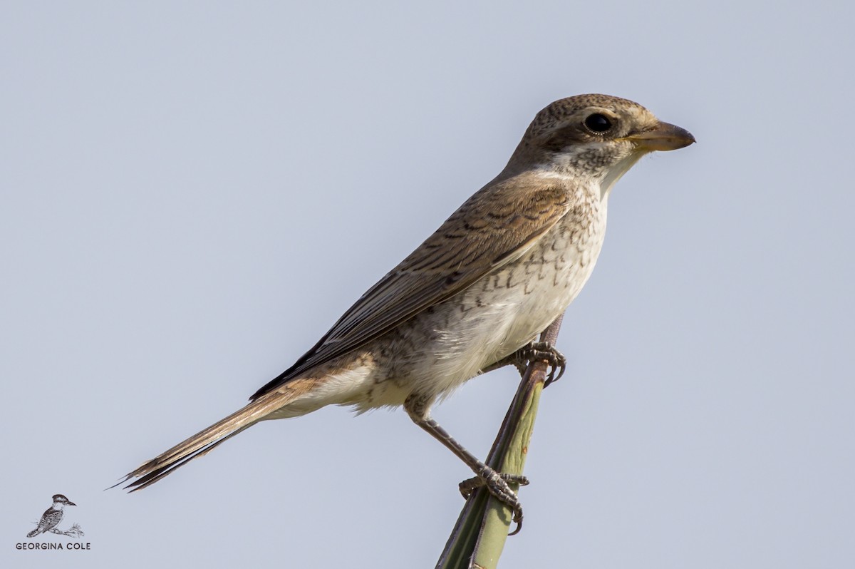 Red-backed Shrike - Georgina Cole