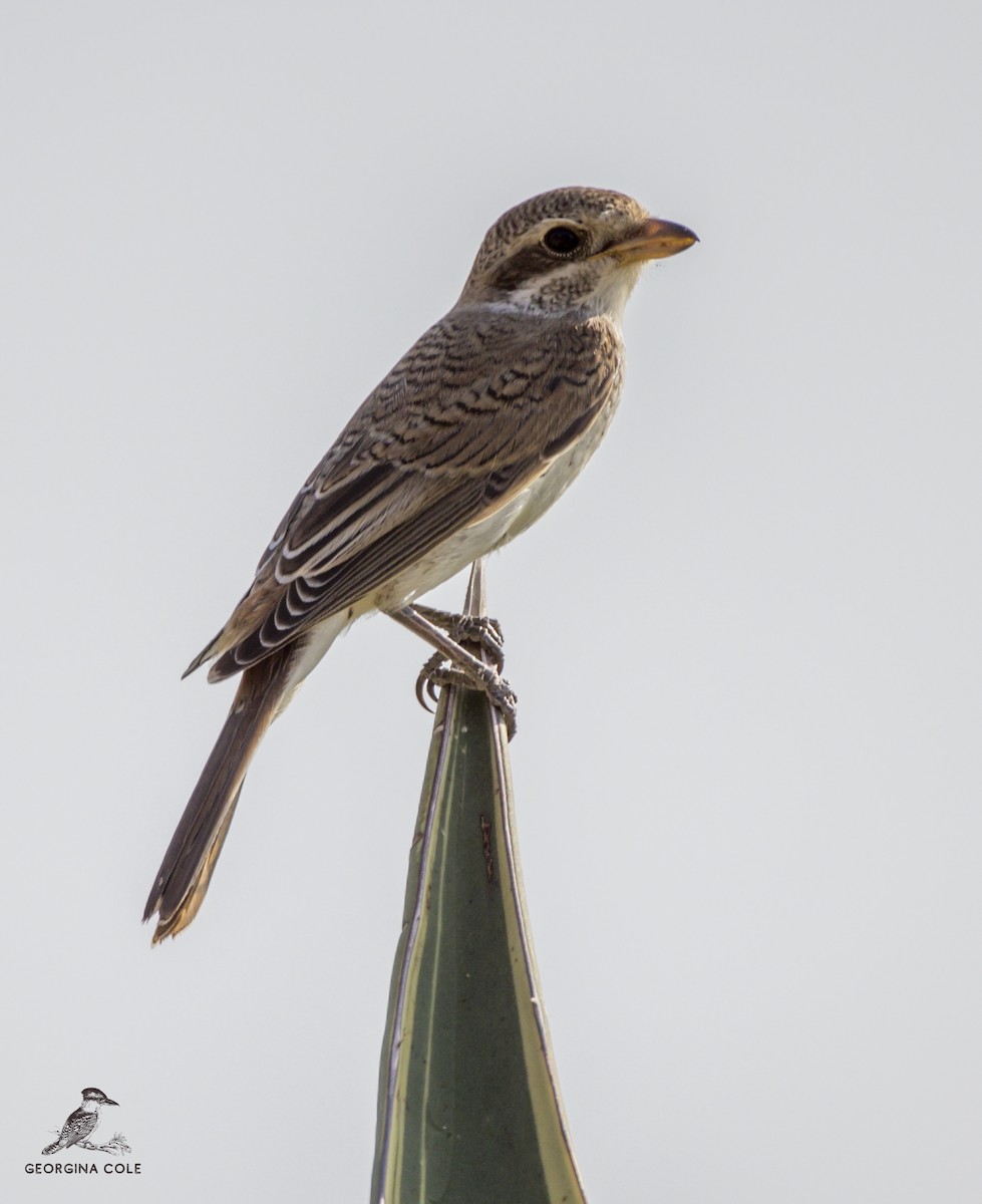 Red-backed Shrike - Georgina Cole