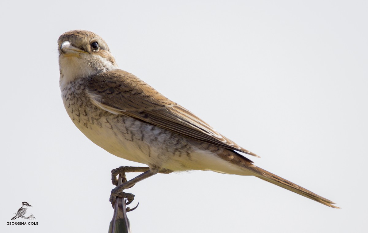 Red-backed Shrike - Georgina Cole