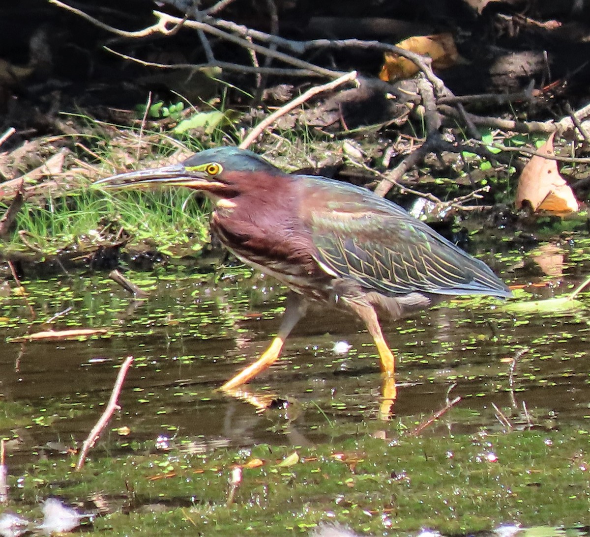 Green Heron - ML367690421