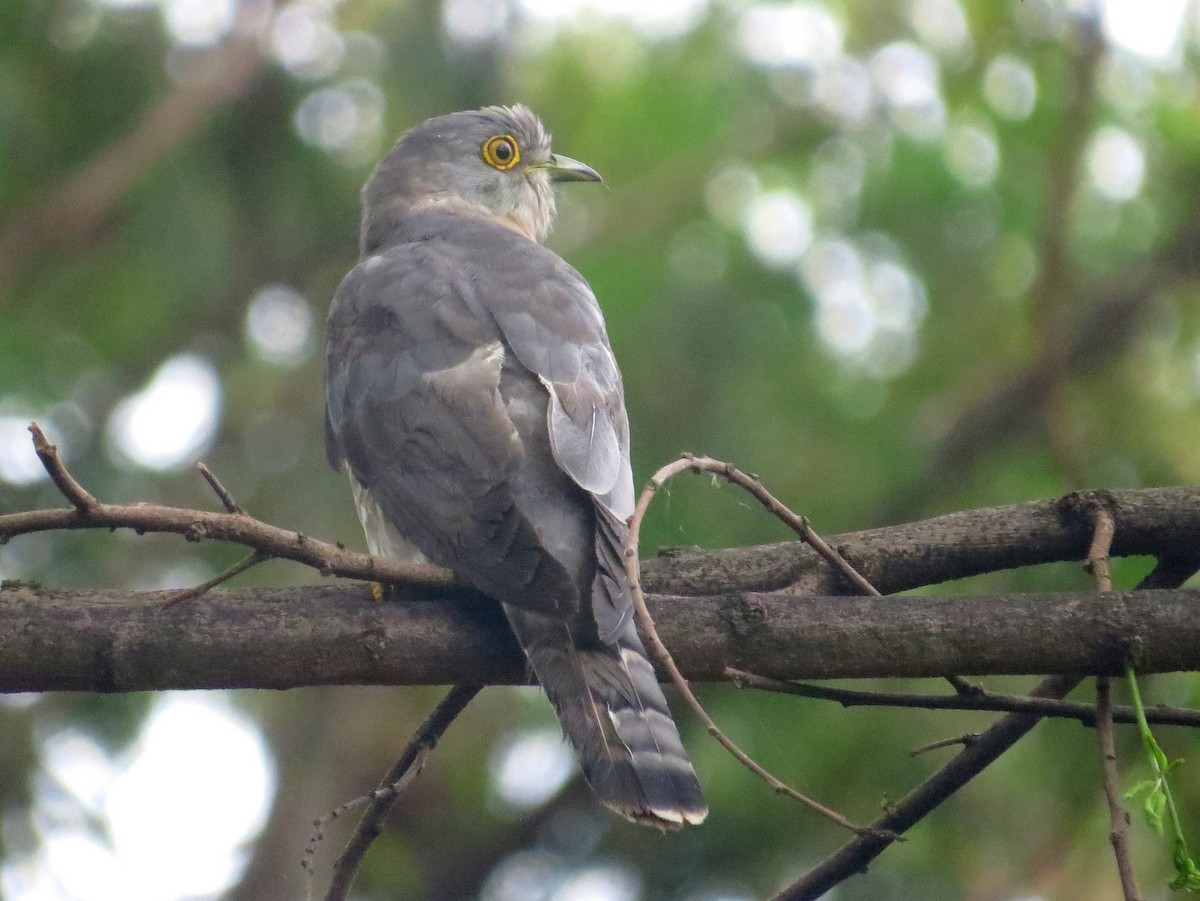 Common Hawk-Cuckoo - Rajiv R