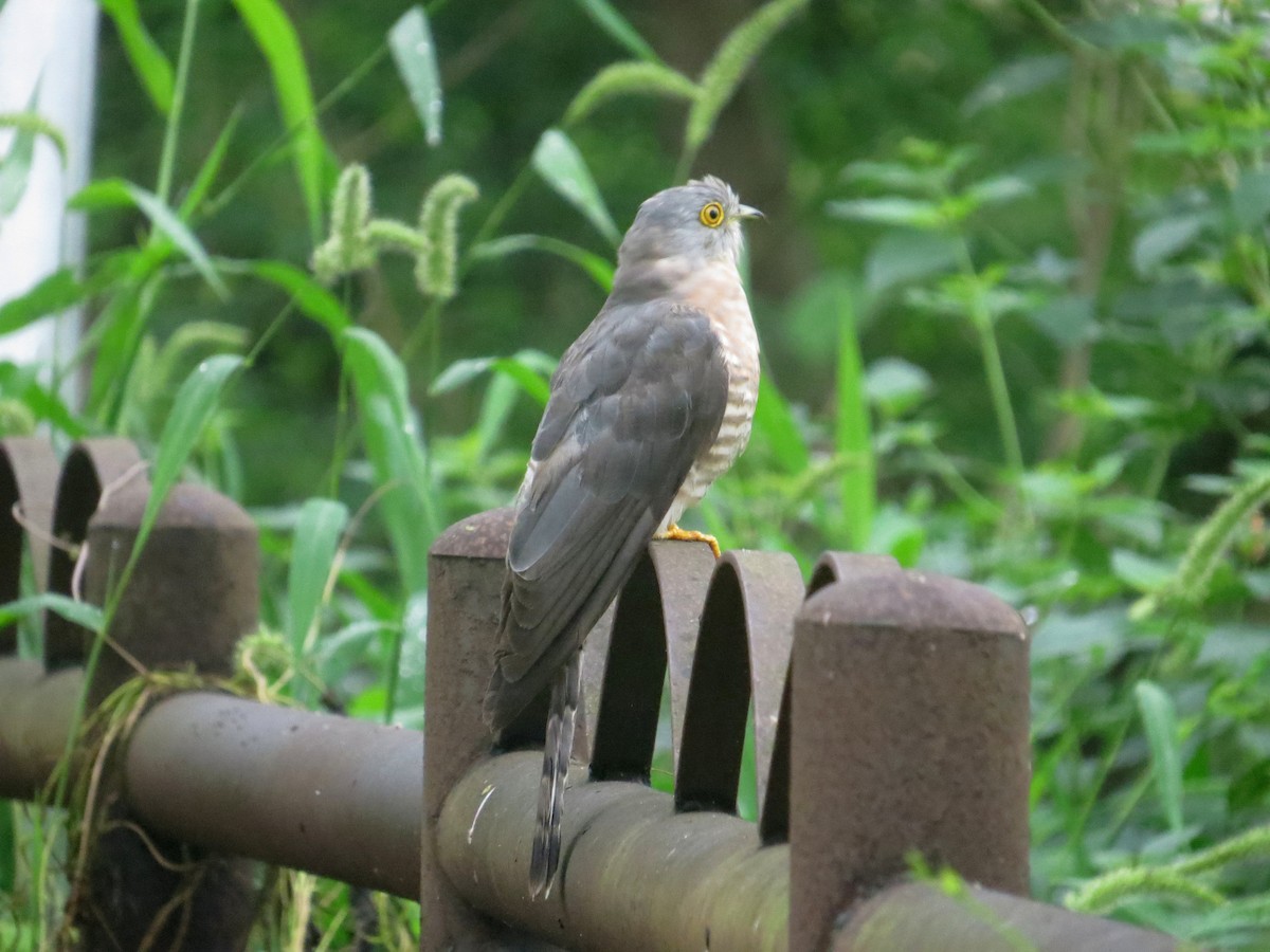 Common Hawk-Cuckoo - Rajiv R