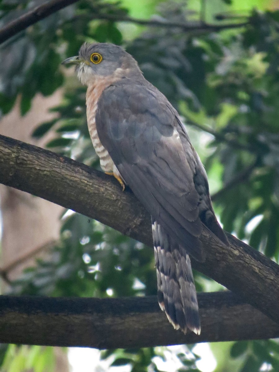 Common Hawk-Cuckoo - Rajiv R