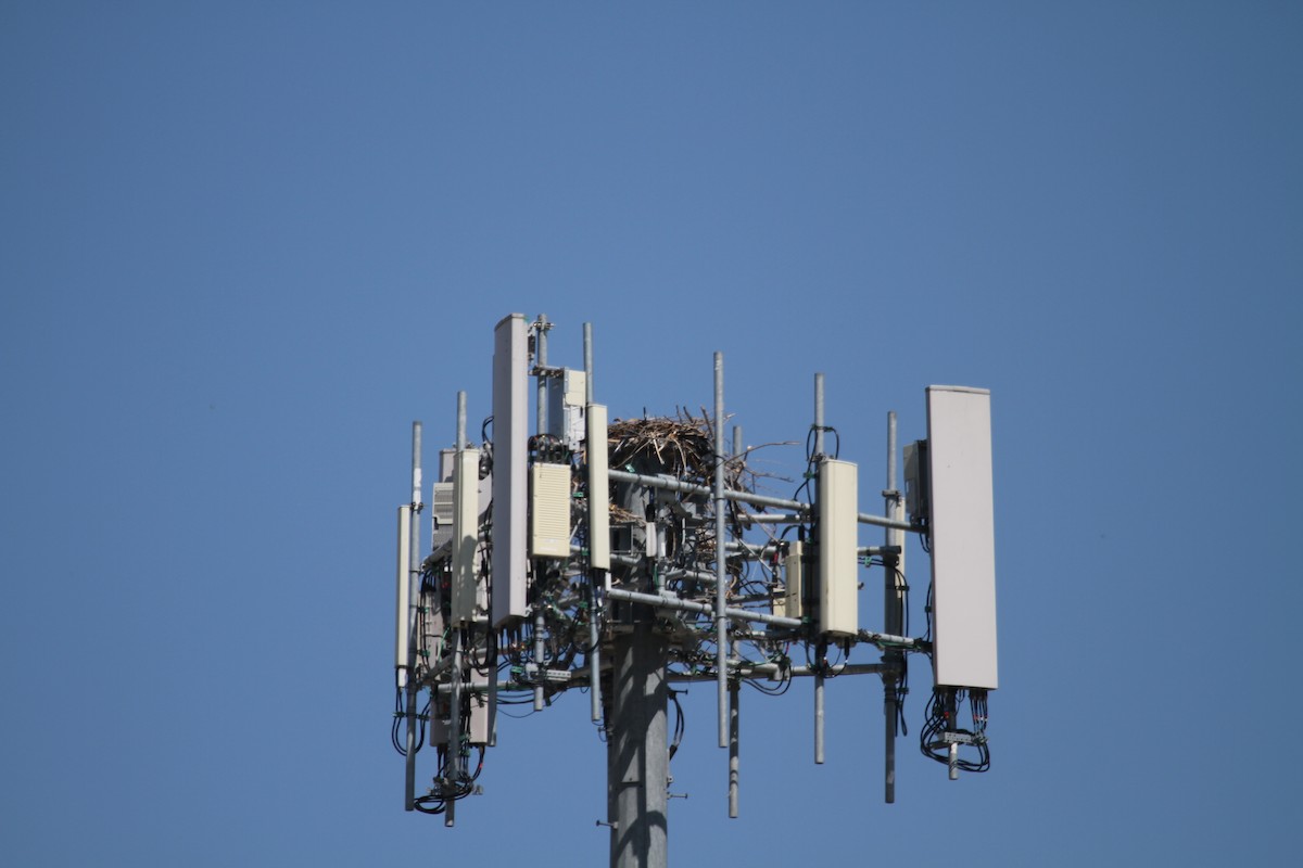 Osprey (carolinensis) - ML367691451