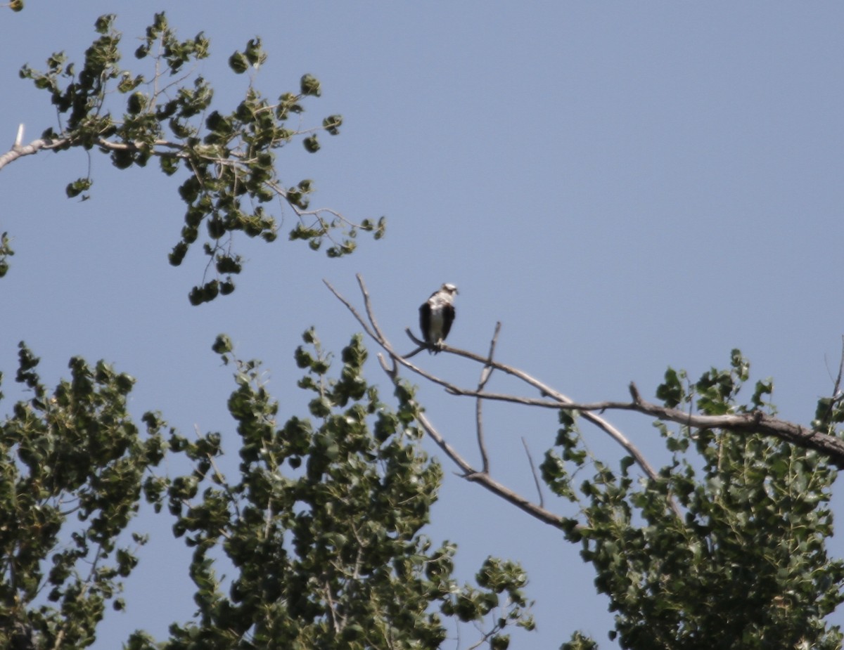 Osprey (carolinensis) - ML367692211