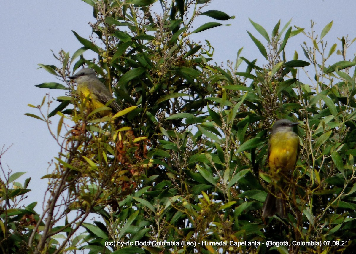 Tropical Kingbird - Leonardo Ortega (Dodo Colombia)