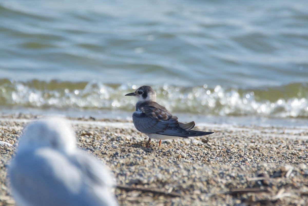 Black Tern - ML367695531