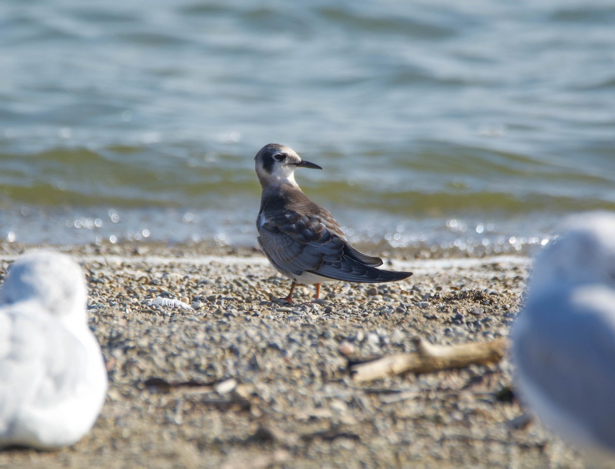 Black Tern - ML367695571