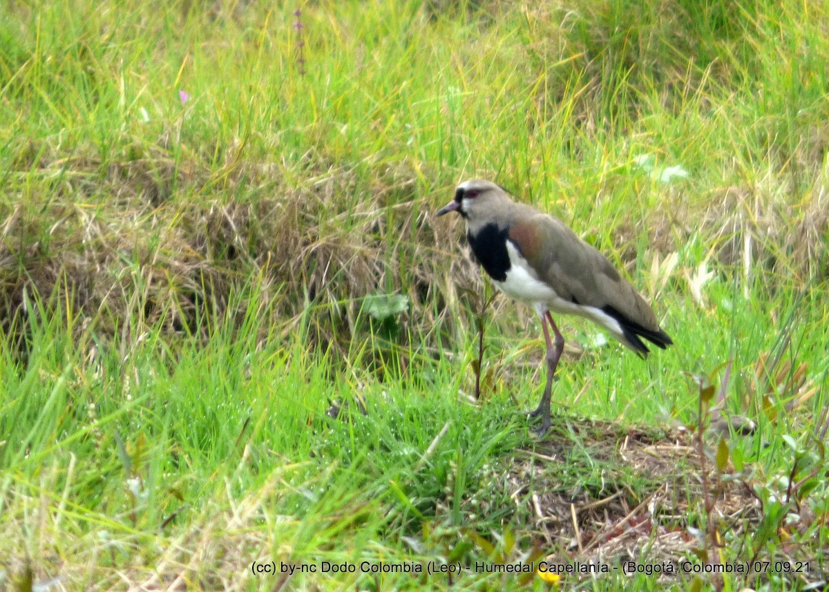 Southern Lapwing - Leonardo Ortega (Dodo Colombia)