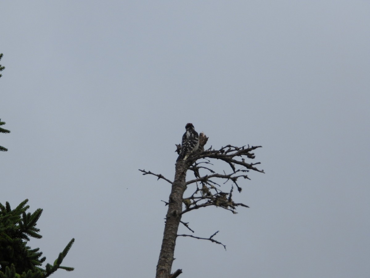 Hairy Woodpecker - ML367696961